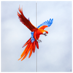 wall painting "Crimson Macaw", 60 x 60 cm