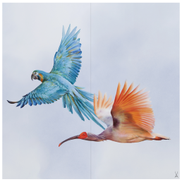 wall painting "Macaw and Ibis", 60 x 60 cm