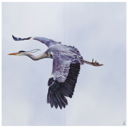 wall painting "Grey Heron", 60 x 60 cm